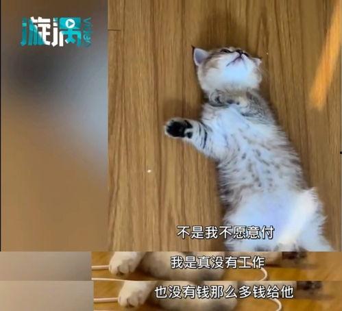 猫咪视频在线视频国产,猫咪视频，带你领略国猫风采